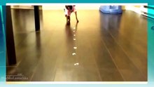 Super Funny Video: Funny Animal