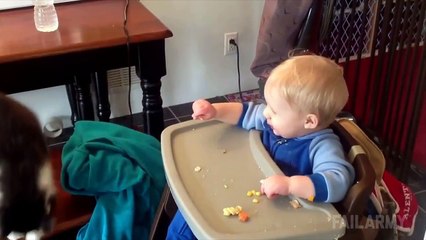 Cats Being Jerks Video