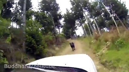 Carneiro Vs Subaru Batalha Épica!!!