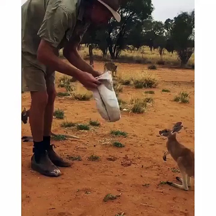 Cutest HUG Ever by a Kangaroo - Must Watch This Cute Baby Kangaroo