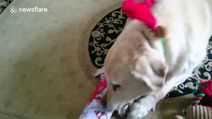 Excited dog unwraps Christmas present