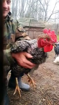 Ce coq est génial, regardez ce qu'il fait avec son cou!