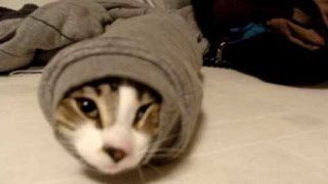 Funny Cat Got Stuck In Sweater Sleeve-Top Funny Videos-Top Prank Videos-Top Vines Videos-Viral Video-Funny Fails