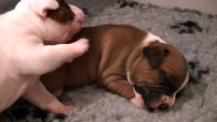 14ème vidéo Chiot n°1 Femelle de la 23ème portée de STAFFORDLAND