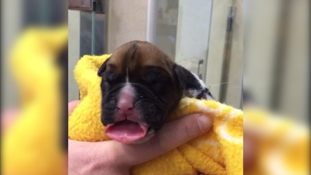 Meet the world's newest commercially-cloned puppies