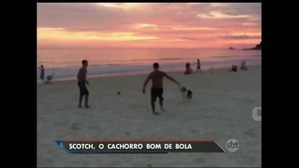 Cachorro bom de bola vira sensação na internet