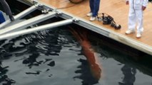 Un plongeur découvre un calamar géant dans un port (Japon)