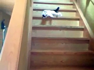 Funny cat going down the stairs