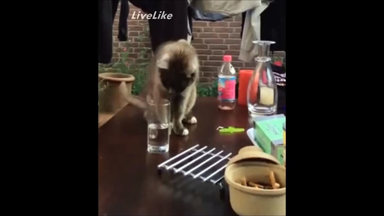Thirsty cat - FUNNY - look at the end was priceless