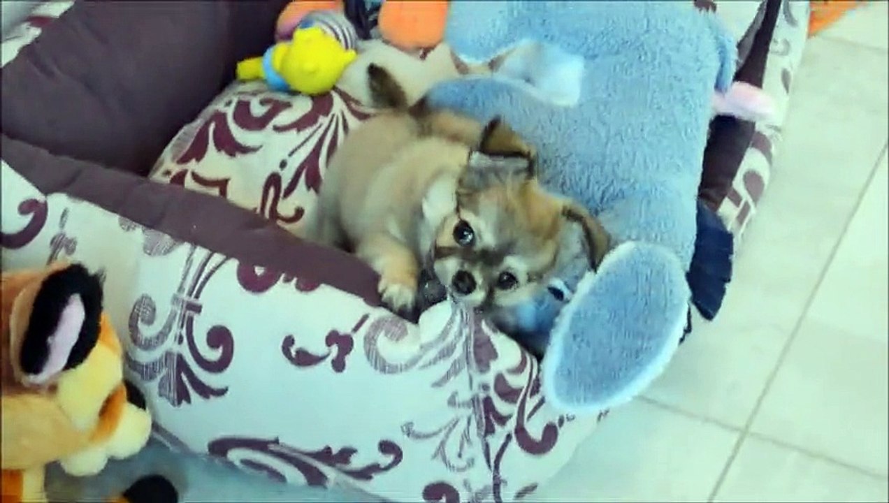 Vidéo LewisLittle Bear