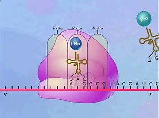 Protein Synthesis Animation Video