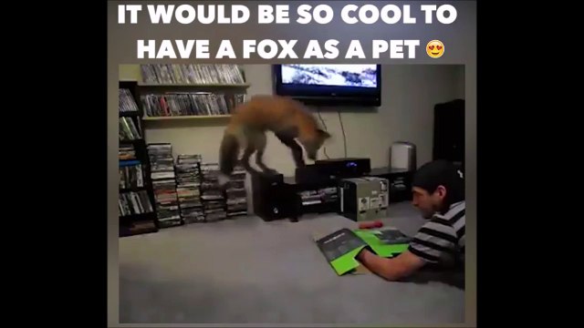 Avoir un renard comme animal de compagnie c'est top!