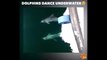 2 dauphins nagent et dansent devant un bateau : magique