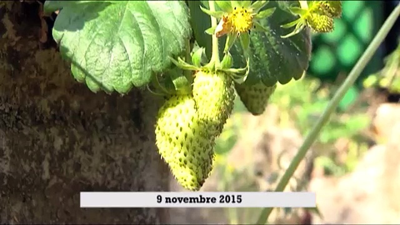 Bilan 2015 : hiver doux, été sec