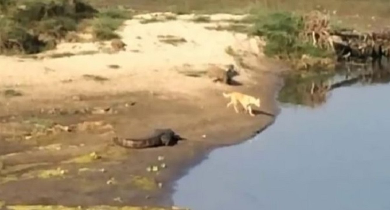 Un crocodile attaque un chien qui nage dans une rivière