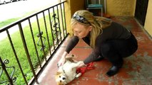 Rescuing the abandoned dogs: Emmy & Frasier (By Audrey & Eldad Hagar)