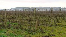 Viticulture : les autorisations de plantation arrivent dans le vignoble