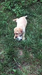 Labrador Golden playing football