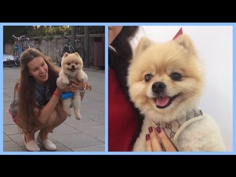 Тёмины ФАВОРИТЫ из еды или НАТУРАЛЬНЫЕ вкусняшки | Померанский шпиц