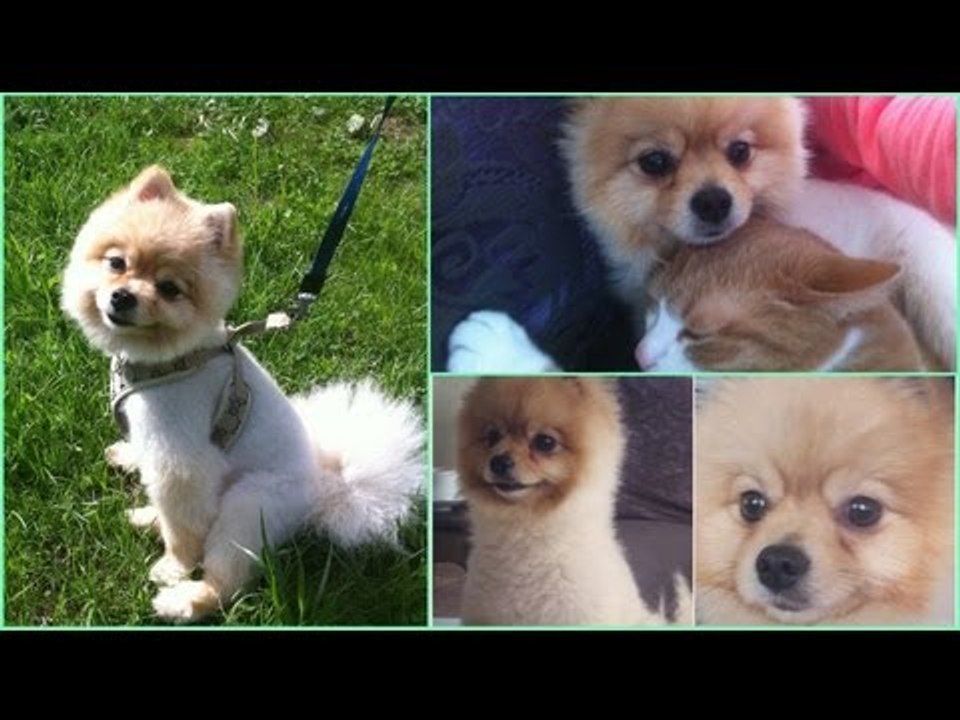 Померанский шпиц / Тёма играет со свои лучшим другом