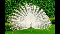 Amazing White Peacock Dance