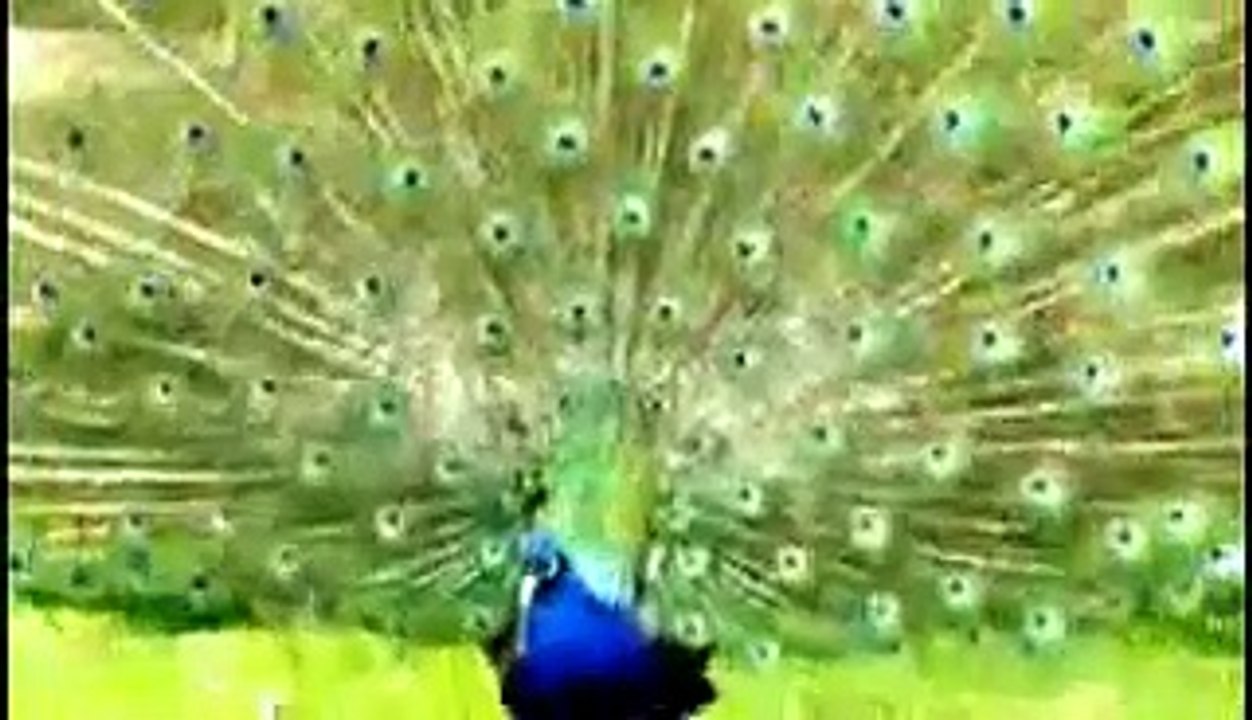 Beautiful Peacock Dance   Amazing White Peacock Showing off his Feathers - YouTube (1)