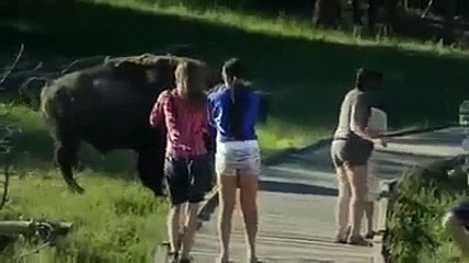 Hüseyin Turan - Acayip Hayvanlara Benziyirsen