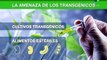 Ley de Semilla protegerá a Venezuela de los cultivos transgénicos