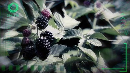 DISTRICT 11 - A Message From The Capitol - The Hunger Games: Catching Fire (2013)