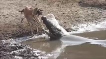 Crocodile Lurks Underwater and Launches Surprise Atacks