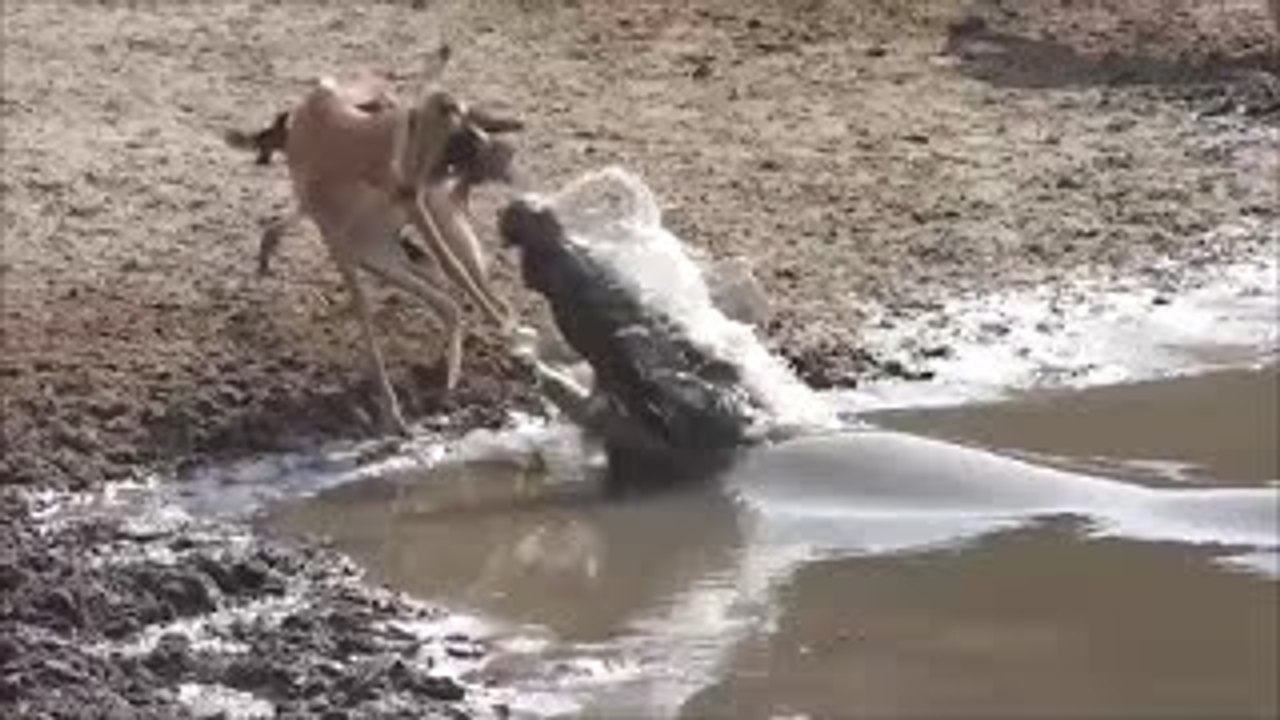Crocodile Lurks Underwater and Launches Surprise Atacks