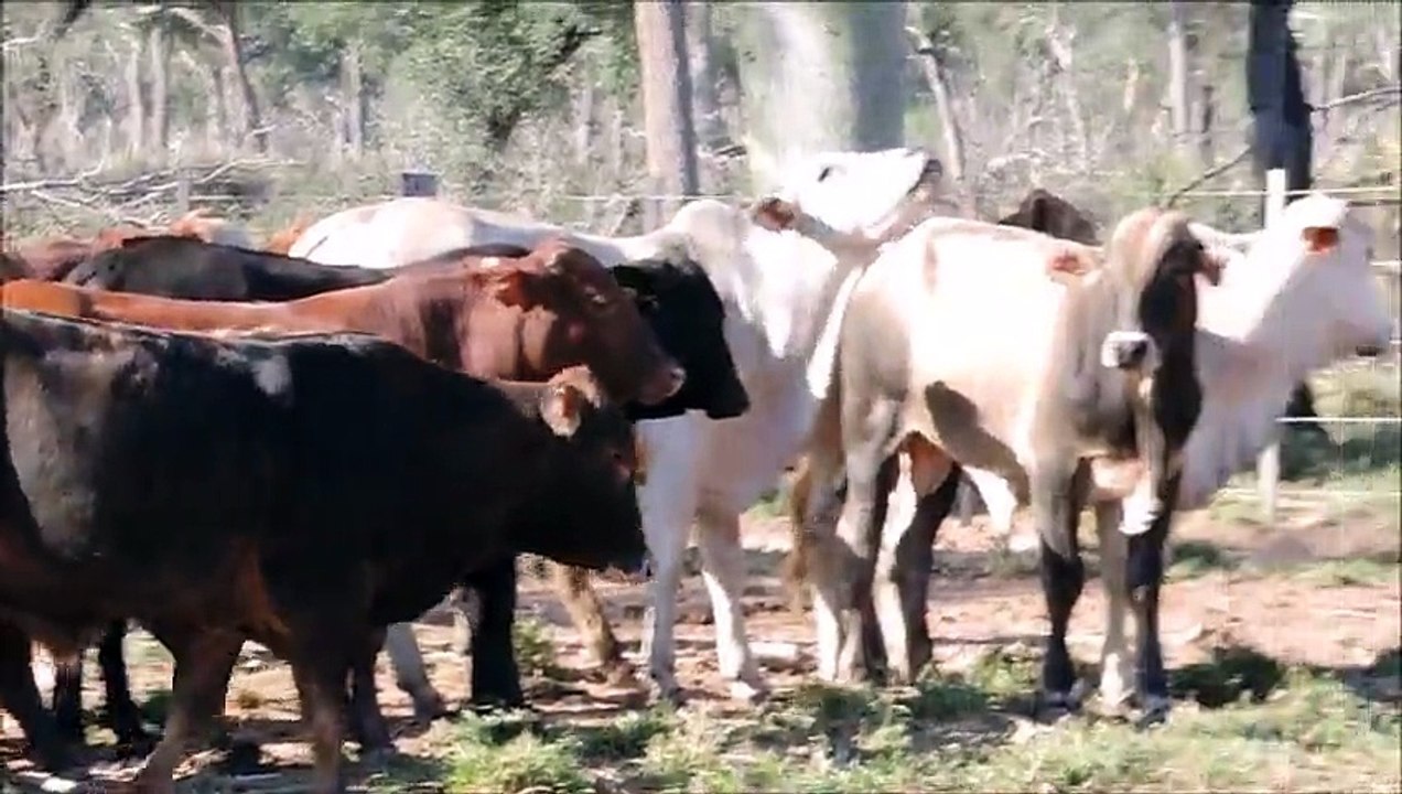 Carsten Pfau (Agri Terra KG) Rinderbegutachtung Paraguay