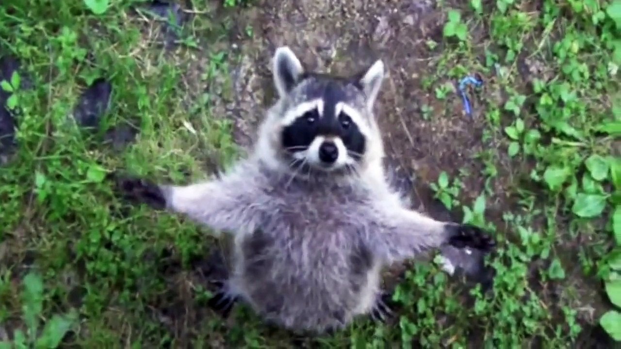 Compilation de videos avec des ratons - подборка приколов с енотами