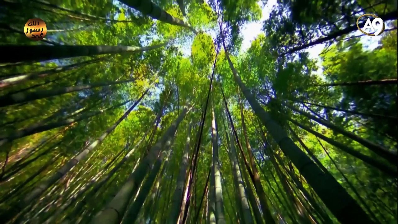 Allah'ın isimleri: Kuddüs (Hatadan, gafletten ve her türlü eksiklikten çok uzak, pek temiz)