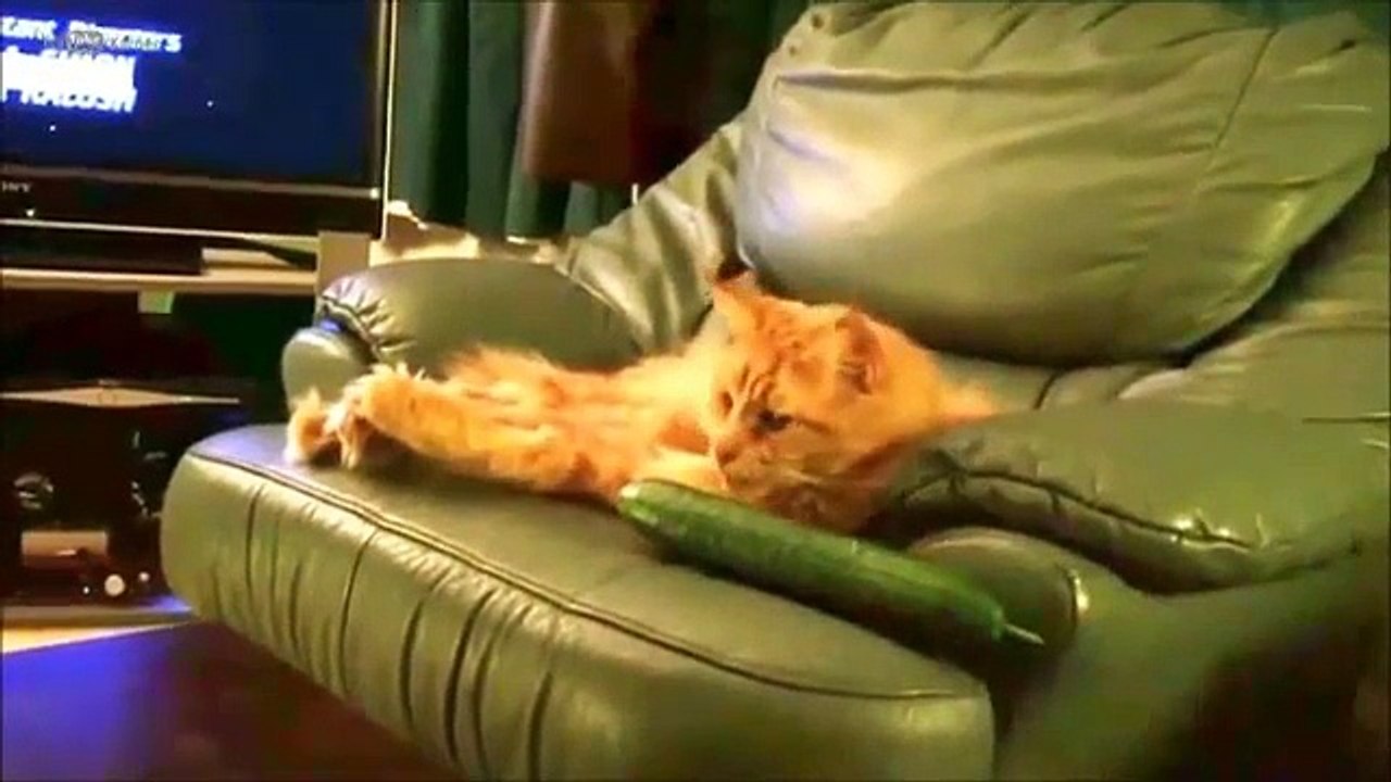2015 Yılında En Çok İzlenen Hayvan Videoları Koleksiyonu