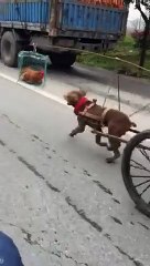 Un chien tire un chariot grâce à une poule