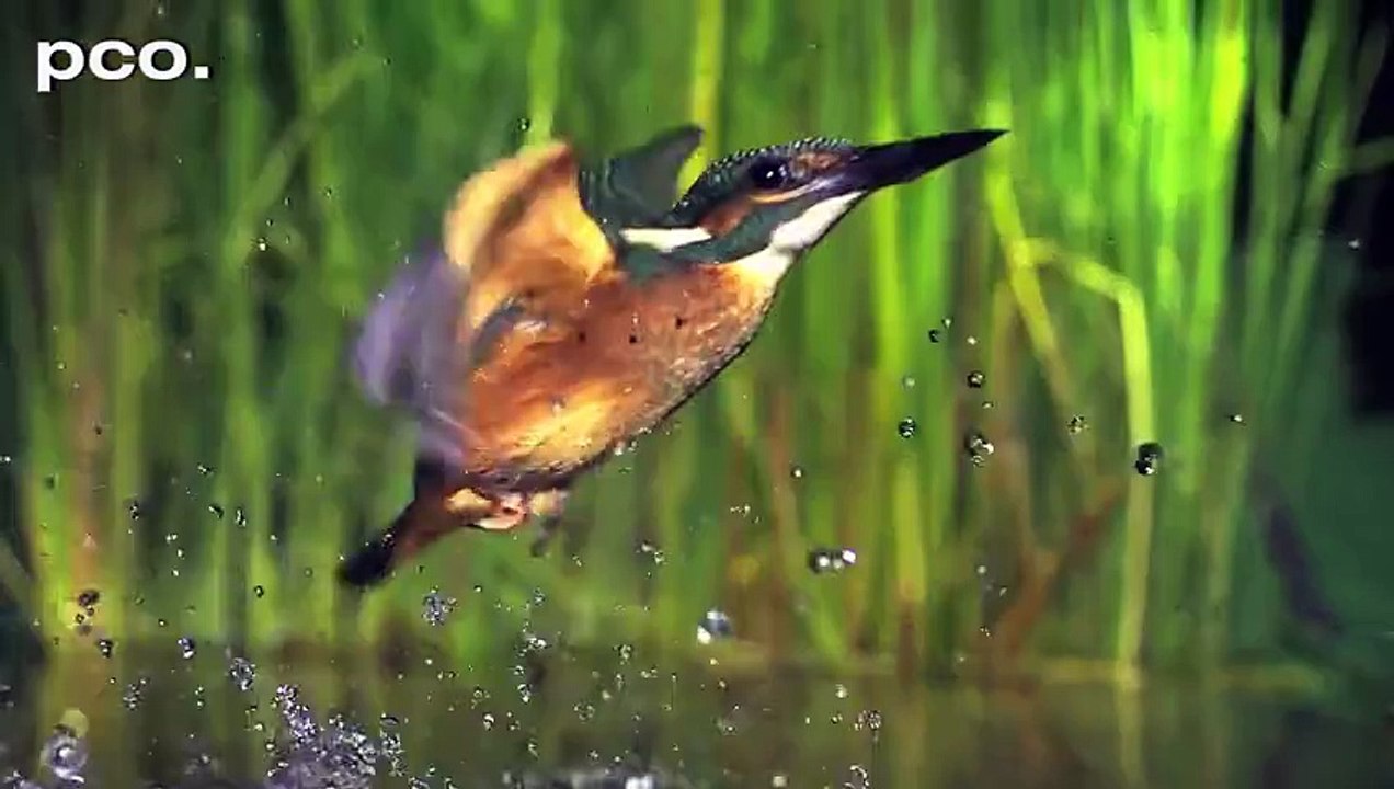 Kingfisher In Slowmotion