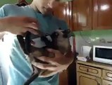 Hungry Cat Climbs to its Owner for Milk