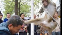 When animals attack - Animals attacking People caught on camera (pics)