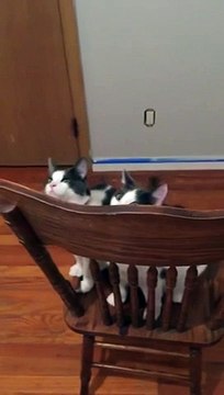 Cats Witness Ceiling Fan Spinning for First TIme