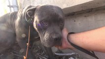 Stray Pit Bull rescued by Freeway and Nursed Back to Health