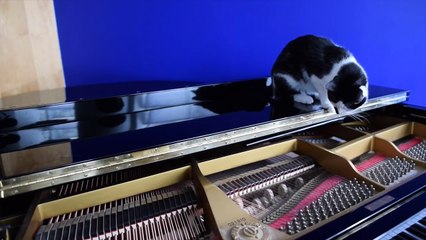 The Cat Asks Pleasure First