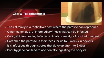 Toxoplasmosis: Should you worry?