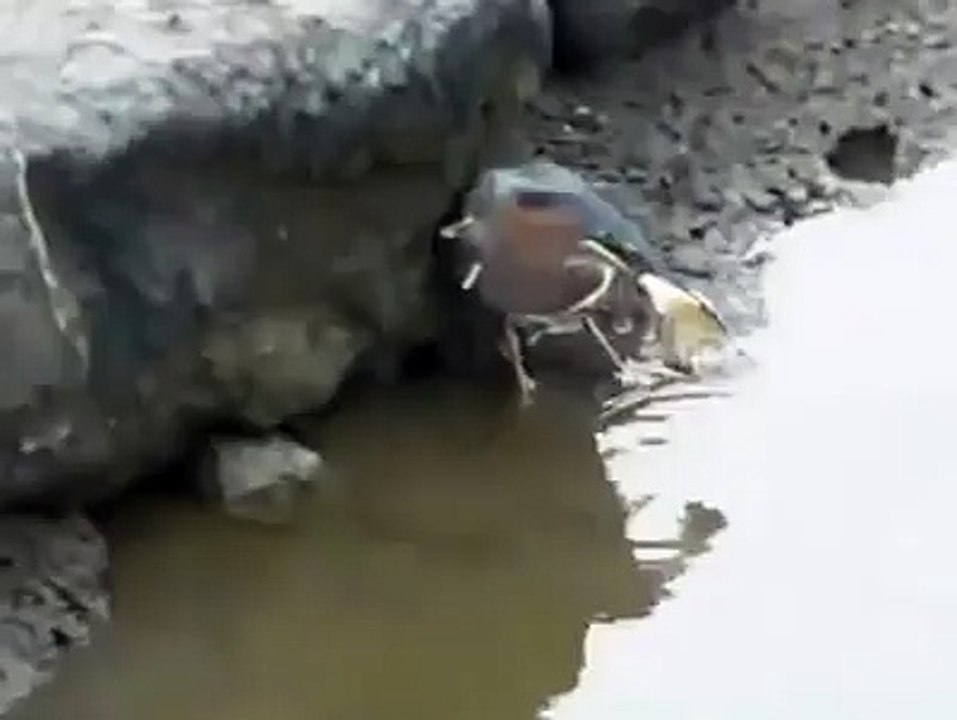 فيديو سيصيبك الذهول فى أخره ( سبحان الله )