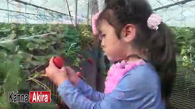 Kan & AKi 2014 イチゴがり♥ Strawberry Picking with Kan & Aki 2014