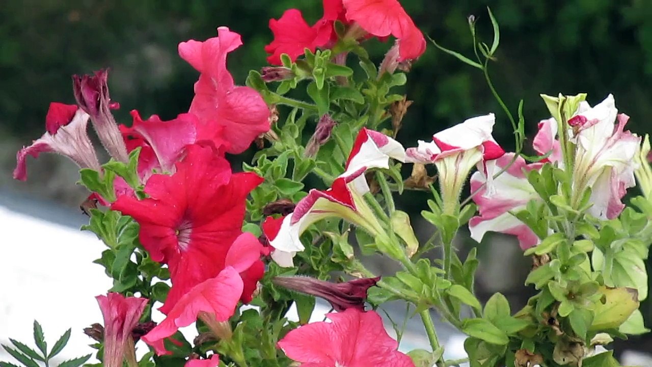 Flowers in the wind