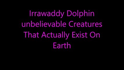 Irrawaddy Dolphin unbelievable Creatures  That Actually Exist On  Earth