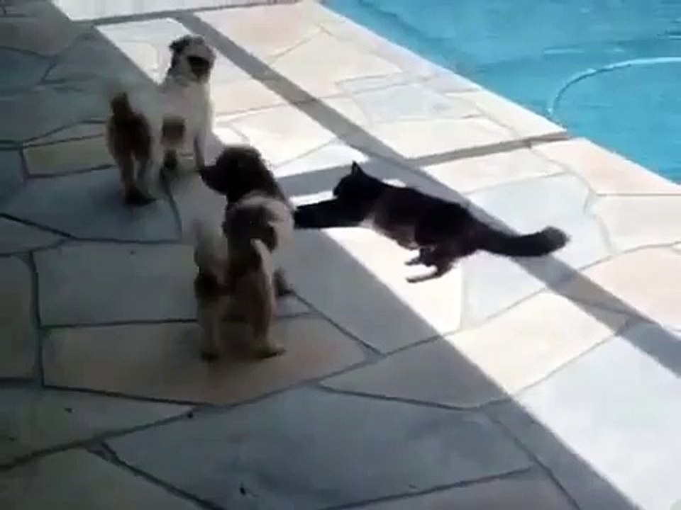 The dogs were placed with the wrong. Phase hard all =))