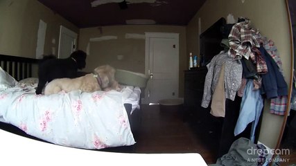 What dogs do not see them when owners