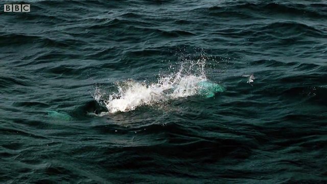Flying fish hunt - The Hunt: Episode 4 preview - BBC One